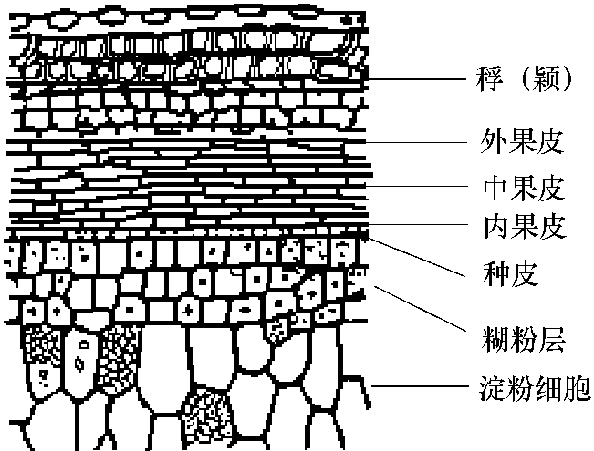 四、大麥的分類及子粒結(jié)構(gòu)